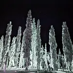 Arctic Nest Forest