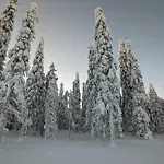 Arctic Nest Forest Hotel Kotila