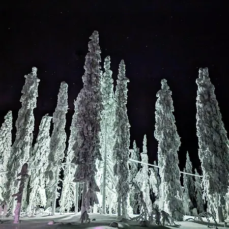 Arctic Nest Forest
