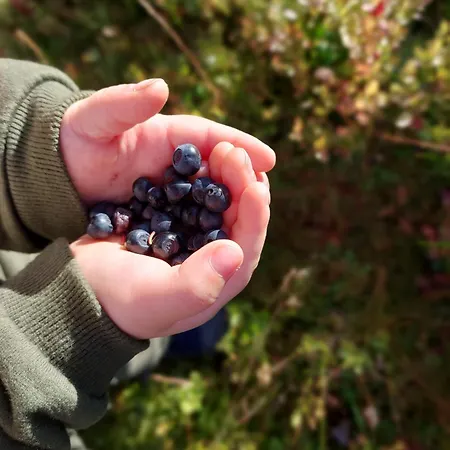 Отель Arctic Nest Kotila