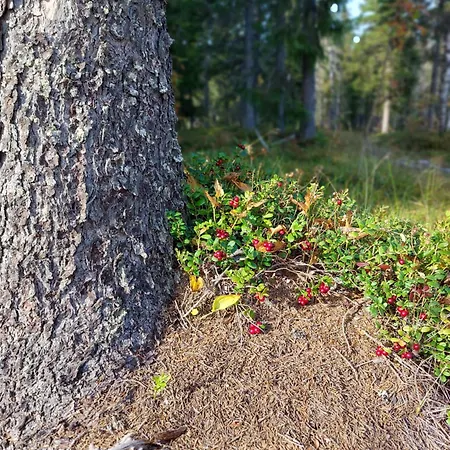 Arctic Nest Отель
