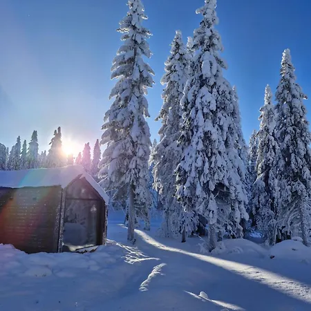 Arctic Nest Forest *